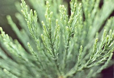 Sequoiadendron gigan